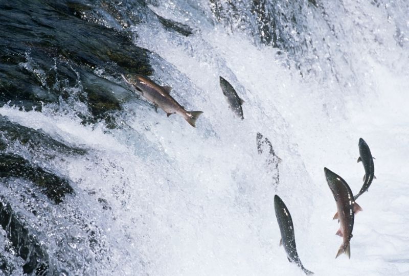 omega 3 nauda