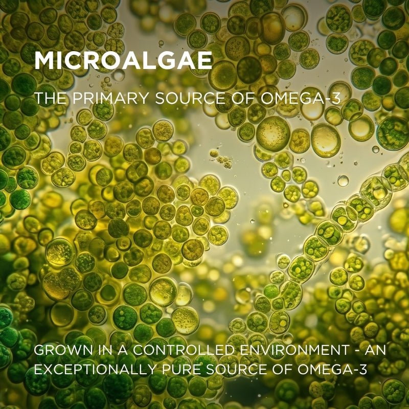 vegan omega 3 from microalgae