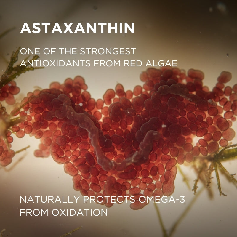 astaxanthin antioxidant