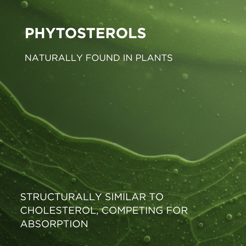 phytosterols for cholesterol lowering