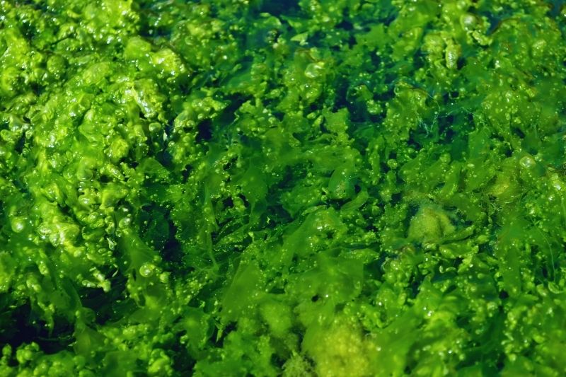 Mikrodumbliai (Algae)