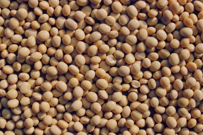 soju pupeles Aminorūgštys