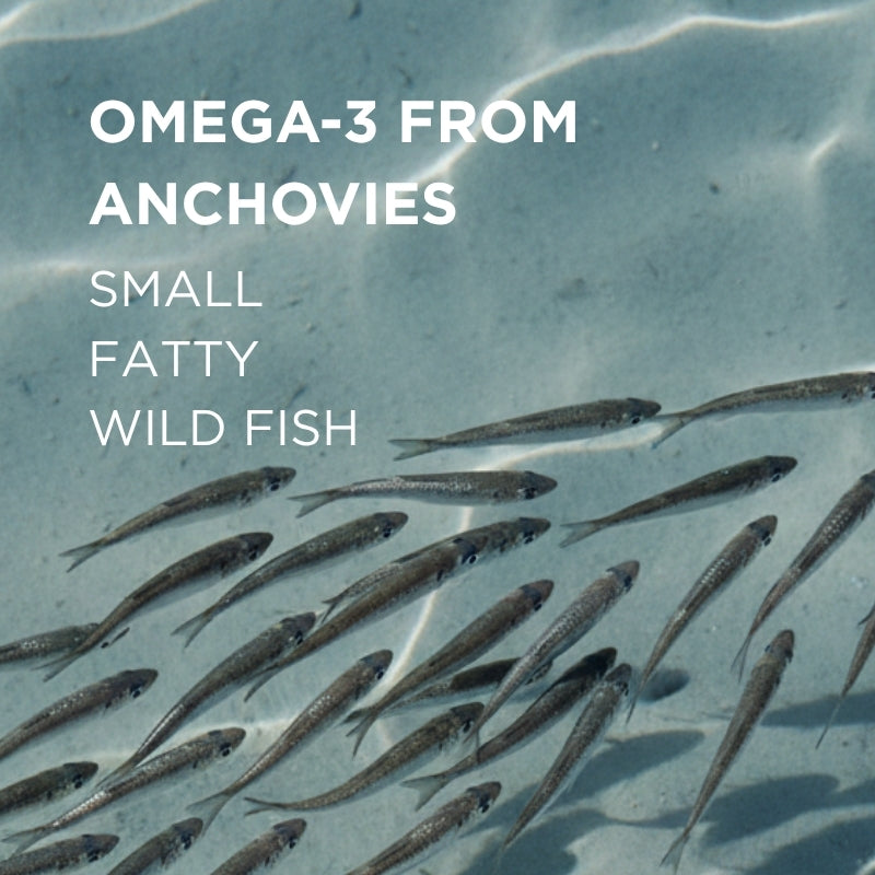 norwegian fish oil from anchovies omega-3