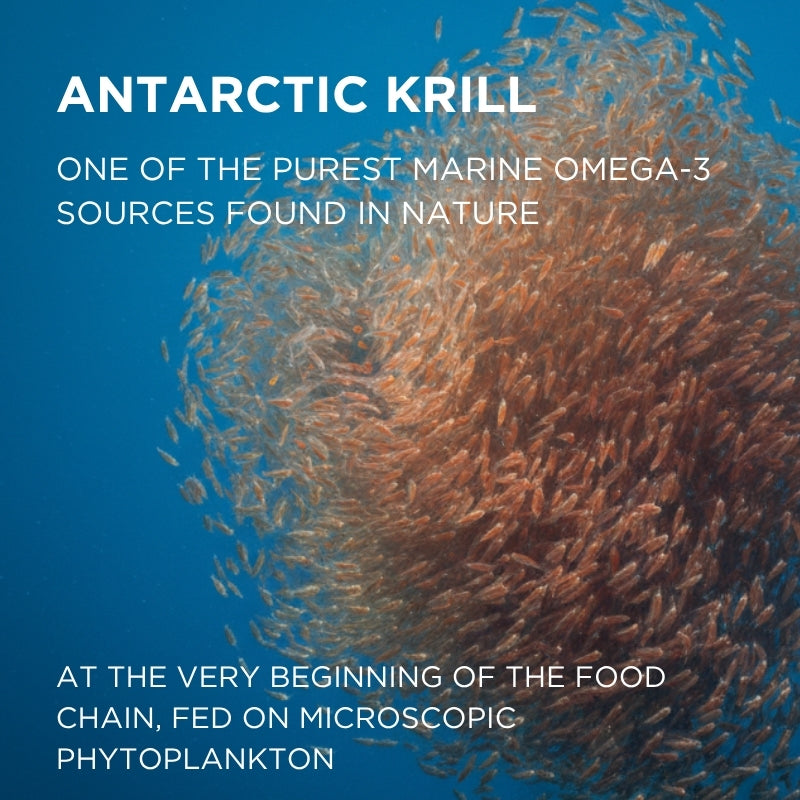 krill oil benefits