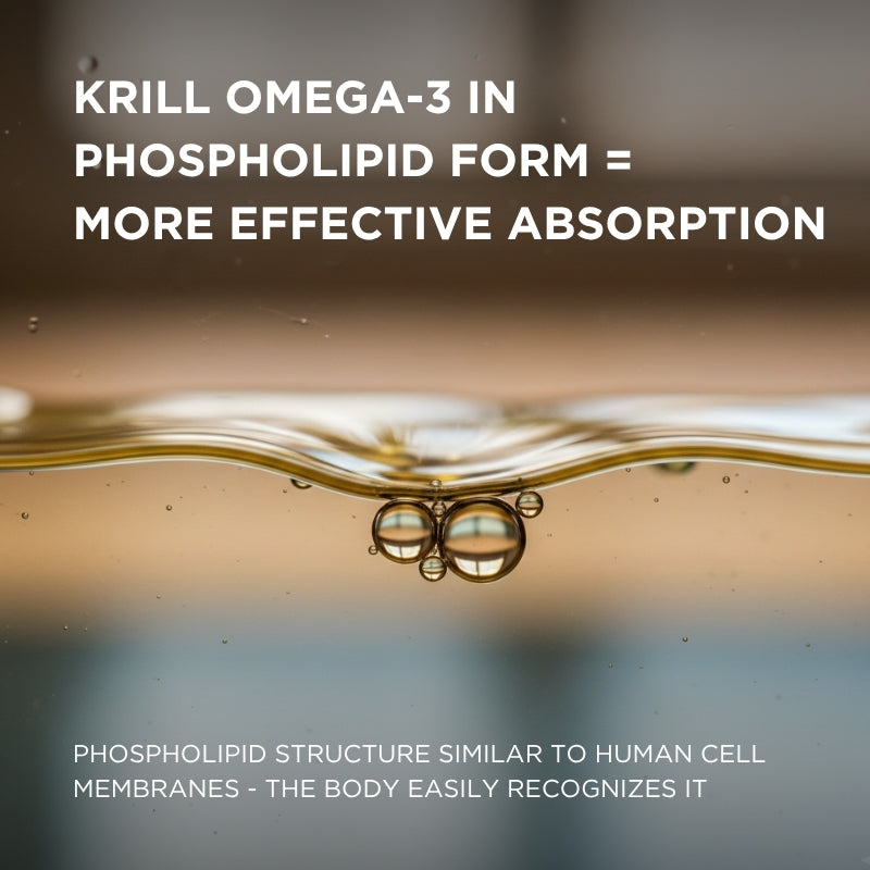 krill oil omega 3 phospholipids