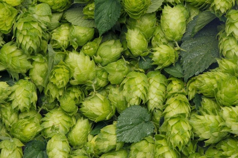 Hops