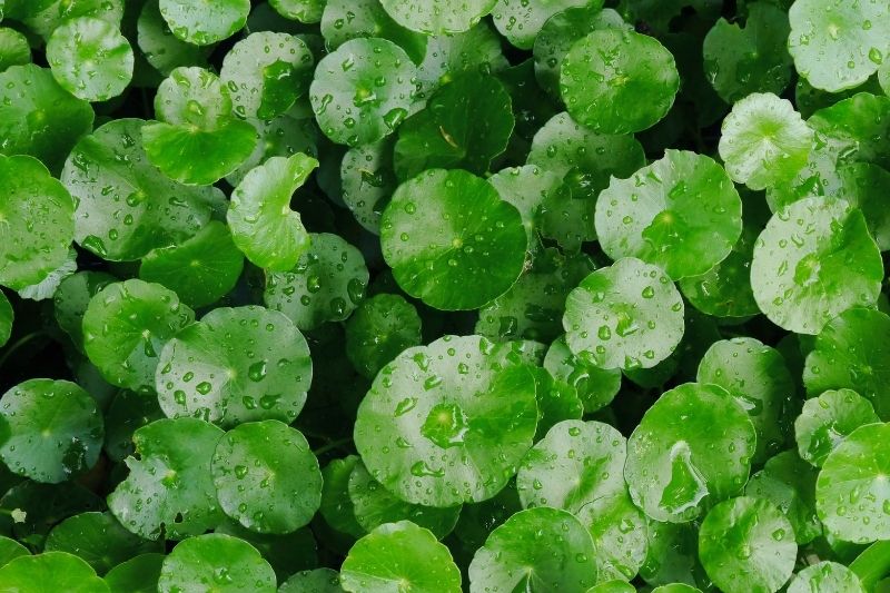 Gotu kola