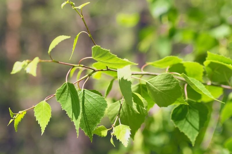 Birch leaves