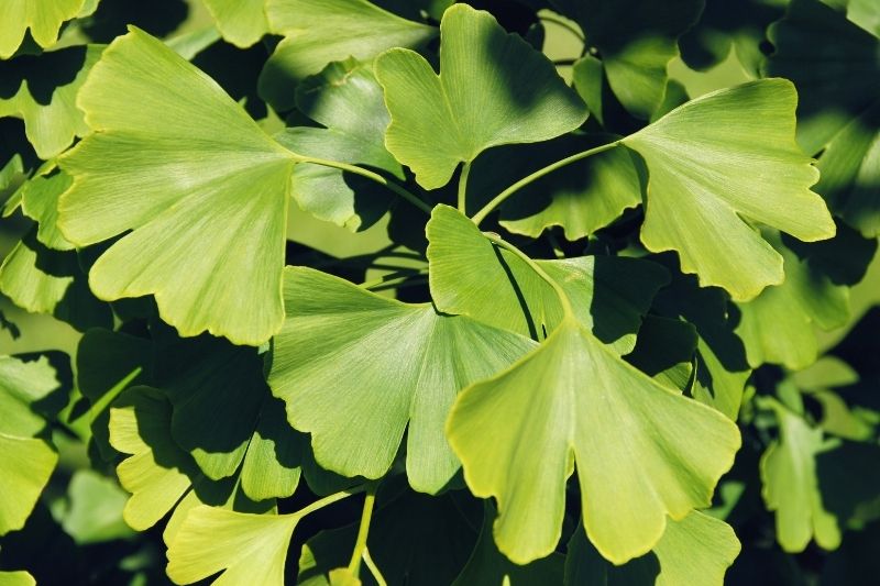Ginkgo Biloba