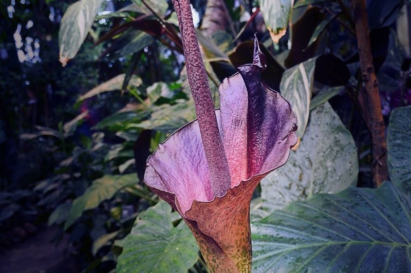Glucomannan