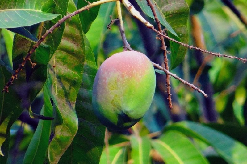 Mango