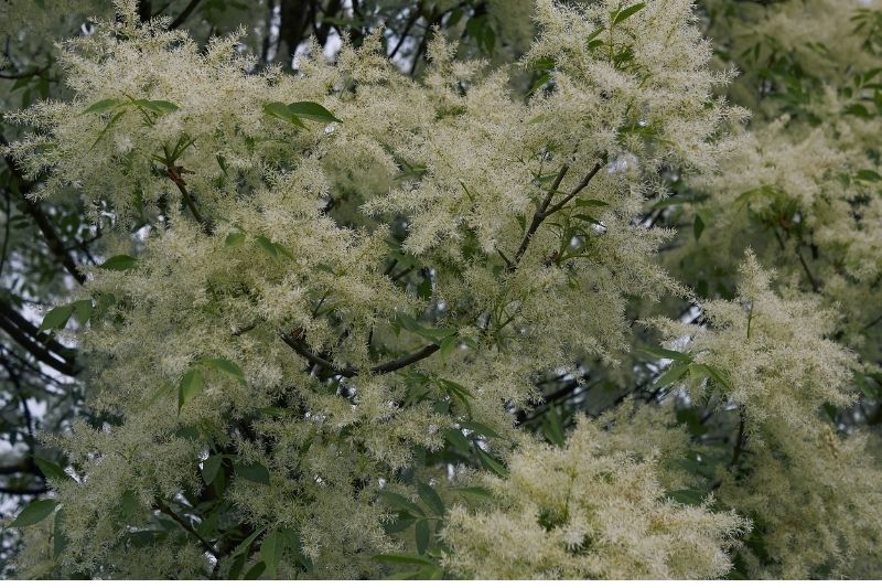 Manna Ash Leaves