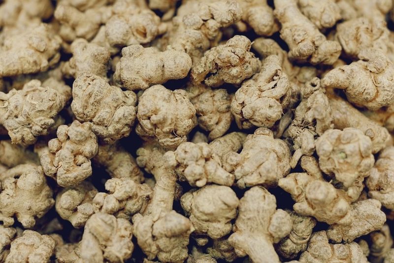 Notoginseng