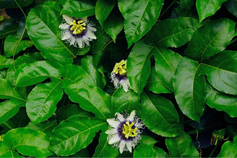 Raudonžiedės pasifloros