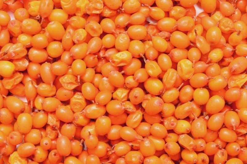 Sea buckthorn