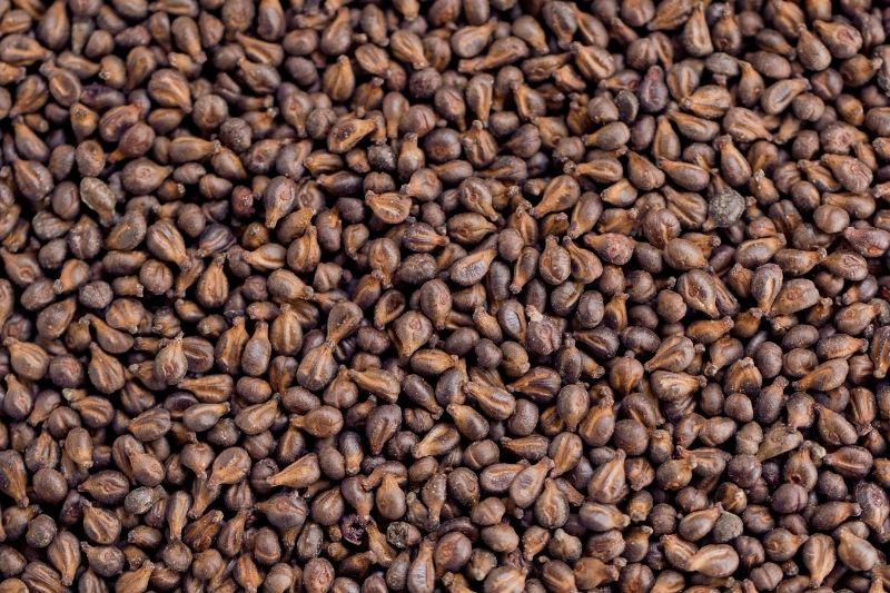 Grape seed extract